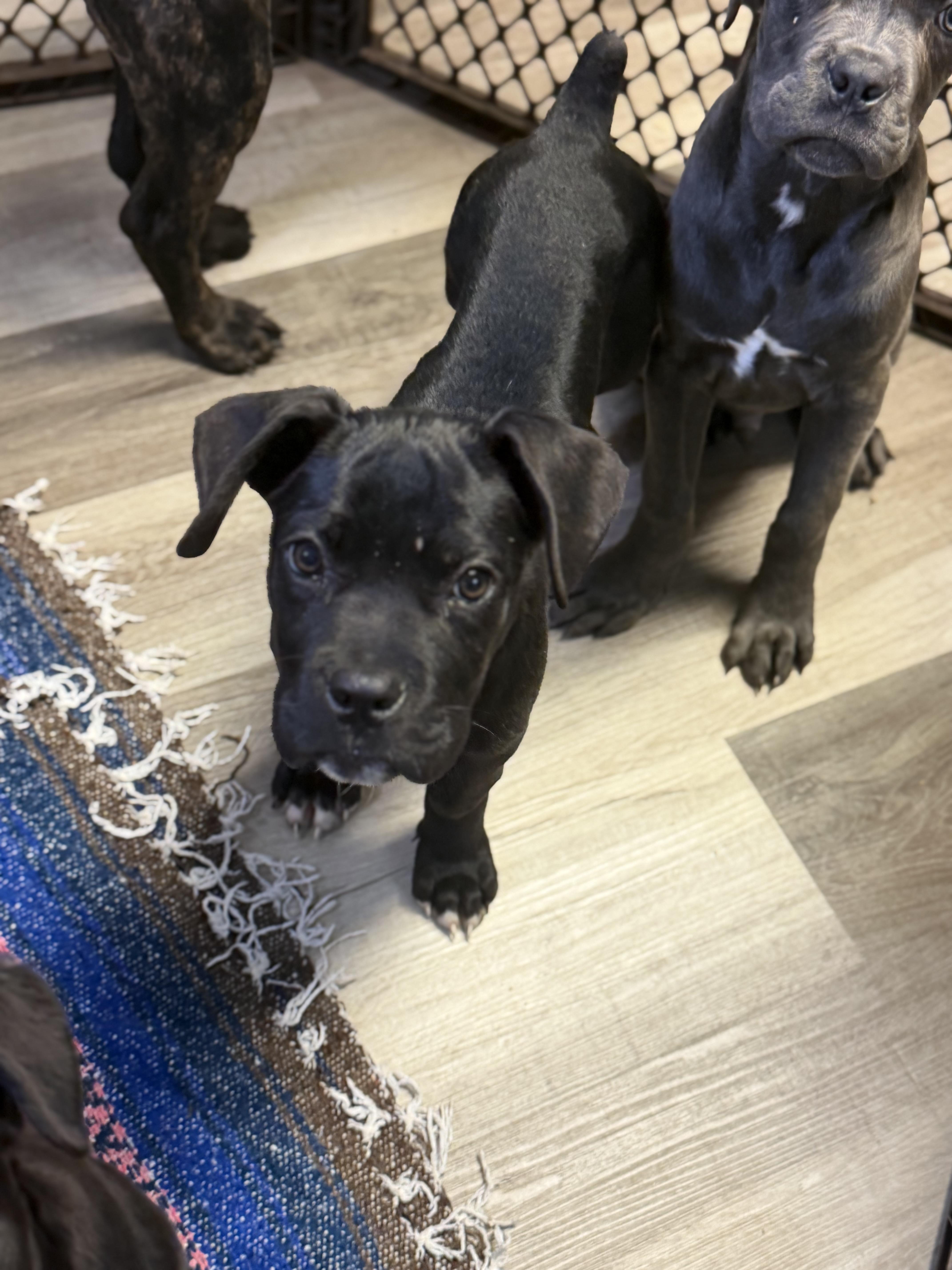 Enlarge Alfalfa, a Adoptable Cane Corso in Lutz, FL image 3/3