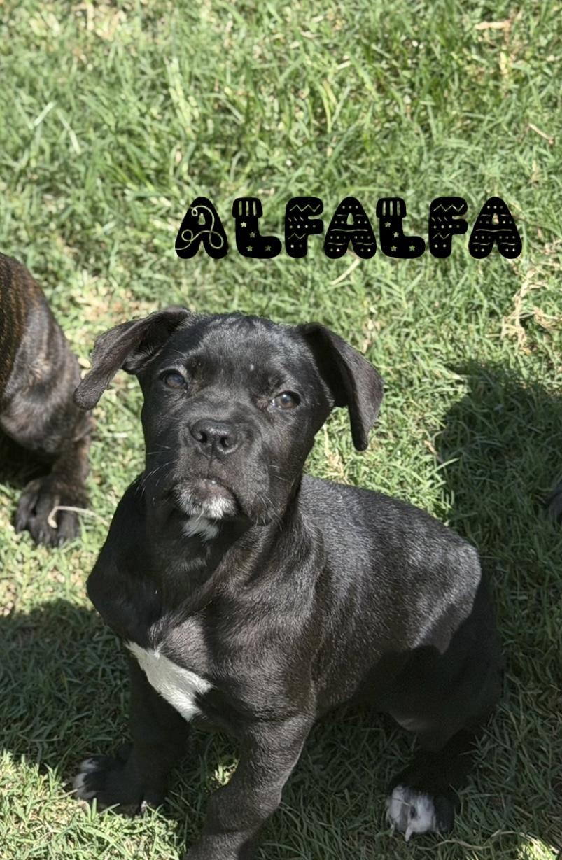 Alfalfa, Adoptable, Puppy Male Cane Corso.