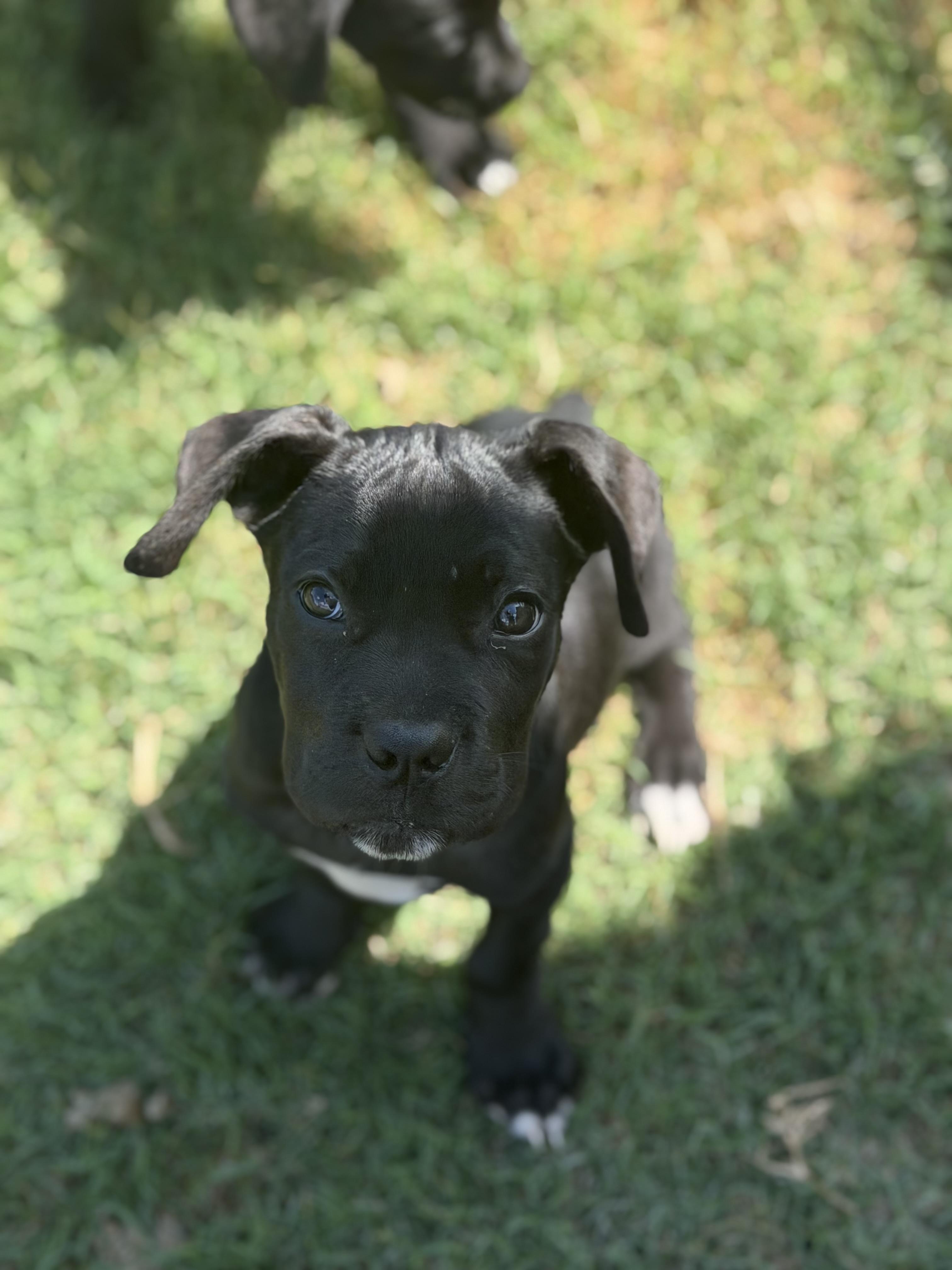 Enlarge Alfalfa, a Adoptable Cane Corso in Lutz, FL image 2/3