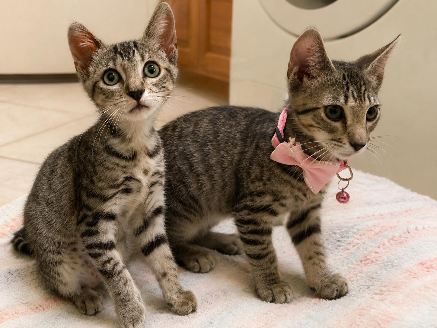 Aurora & Zelda, Adoptable, Young Female Domestic Short Hair.