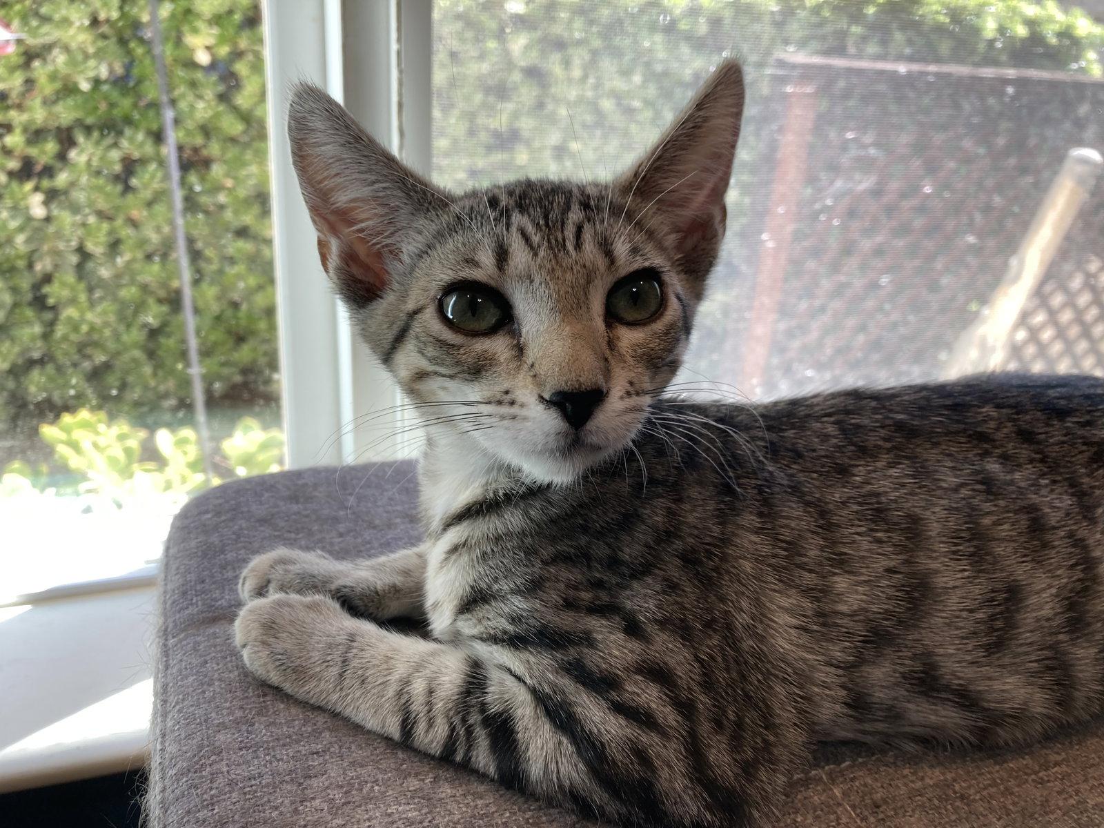 Enlarge Aurora & Zelda, a Adoptable Domestic Short Hair in Antioch, CA image 2/3