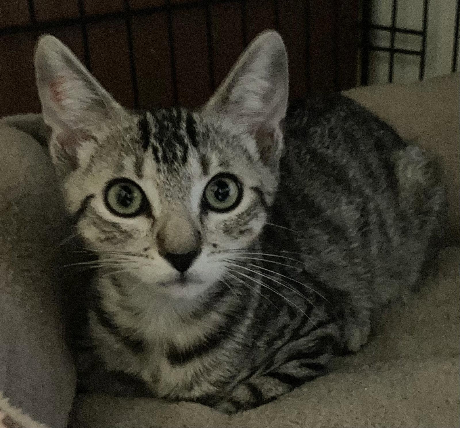 Enlarge Aurora & Zelda, a Adoptable Domestic Short Hair in Antioch, CA image 3/3
