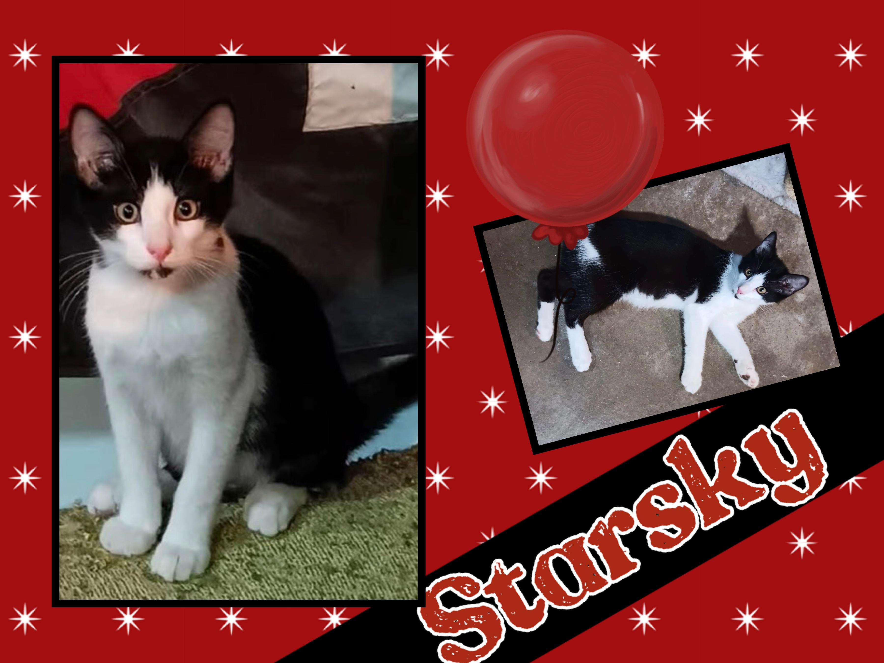 Starsky, Adoptable, Young Male Domestic Short Hair.