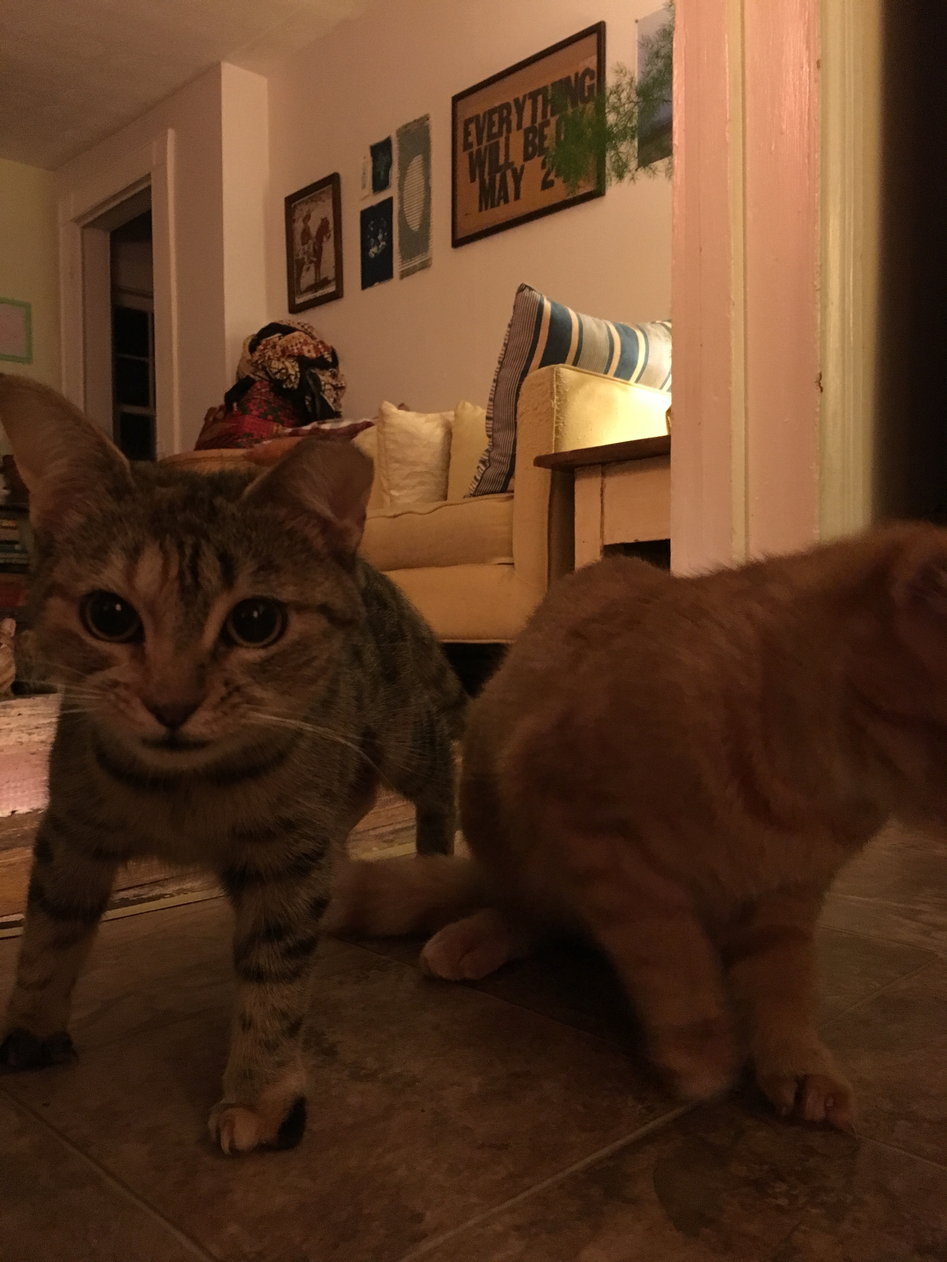 Lilith, a Adoptable mixed breed in Atlanta, GA image 1/12