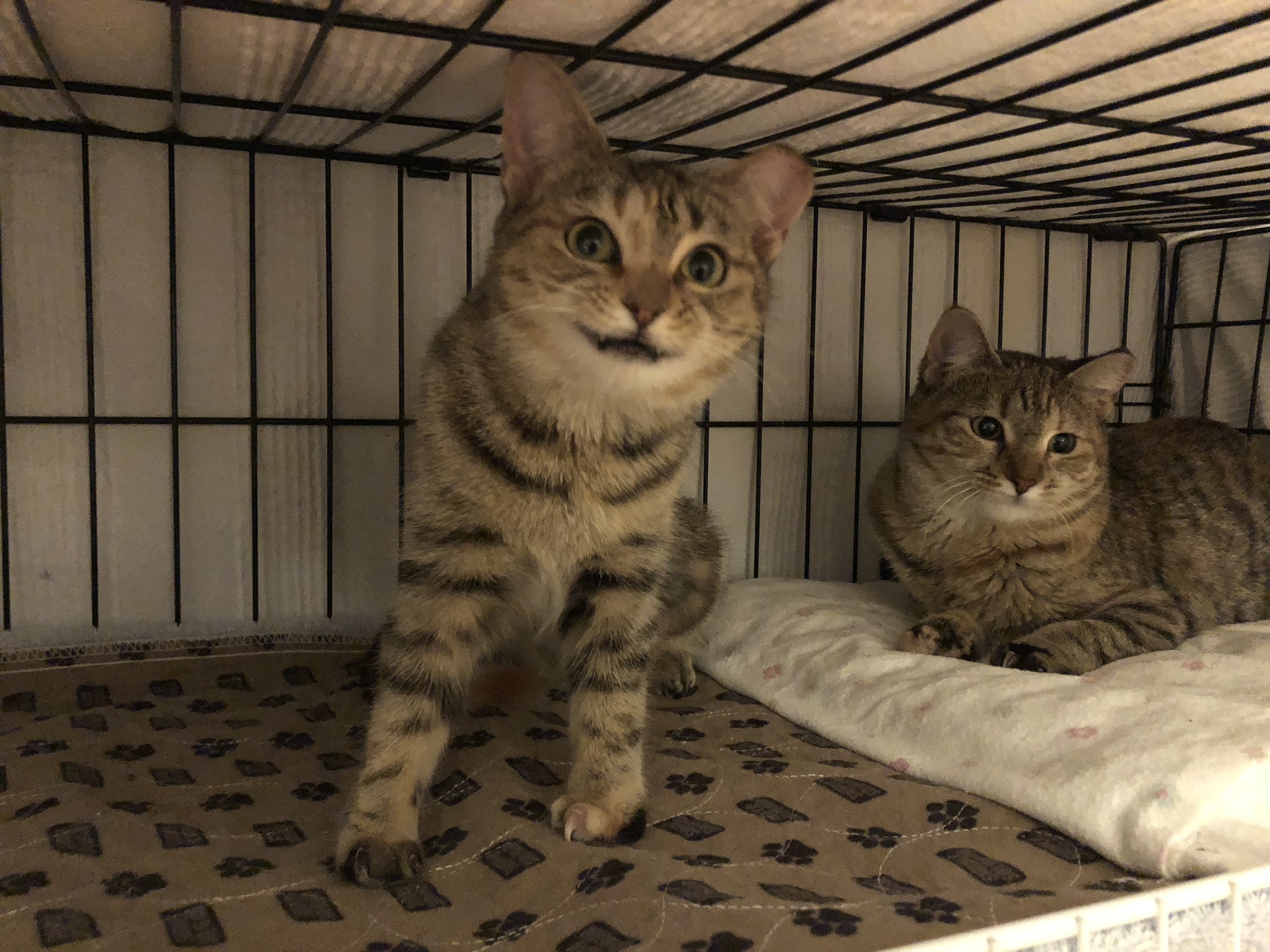 Lilith, a Adoptable mixed breed in Atlanta, GA image 2/12