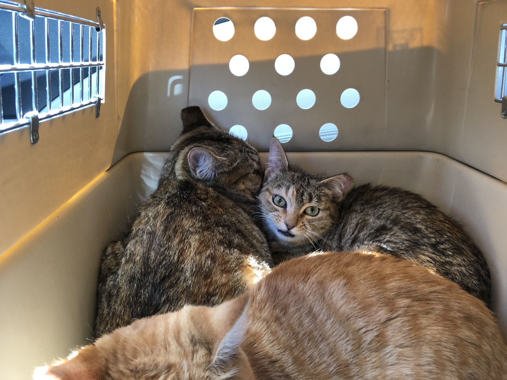 Lilith, a Adoptable mixed breed in Atlanta, GA image 4/12