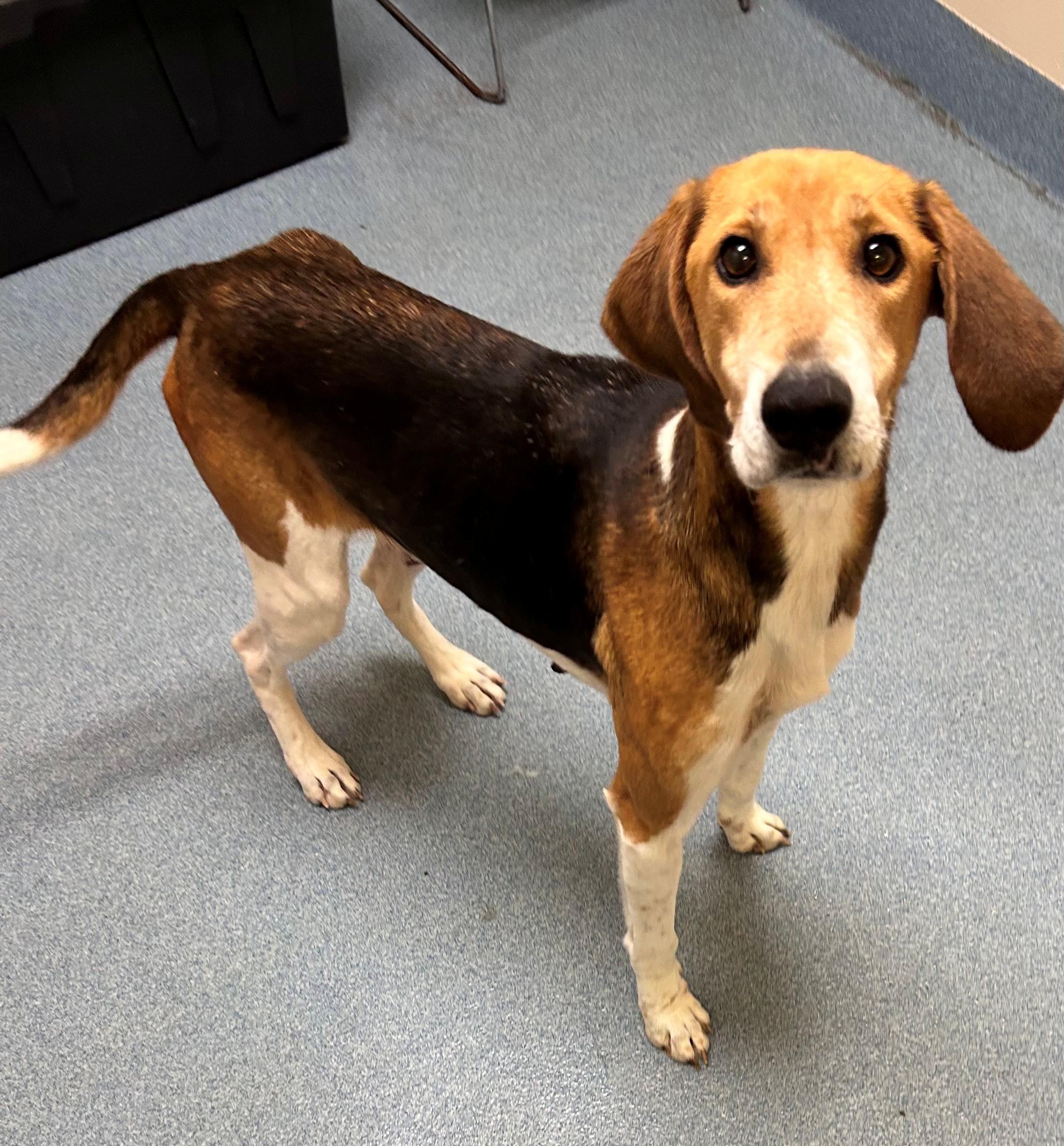 Opal, ADOPTABLE, Adult Female Hound.