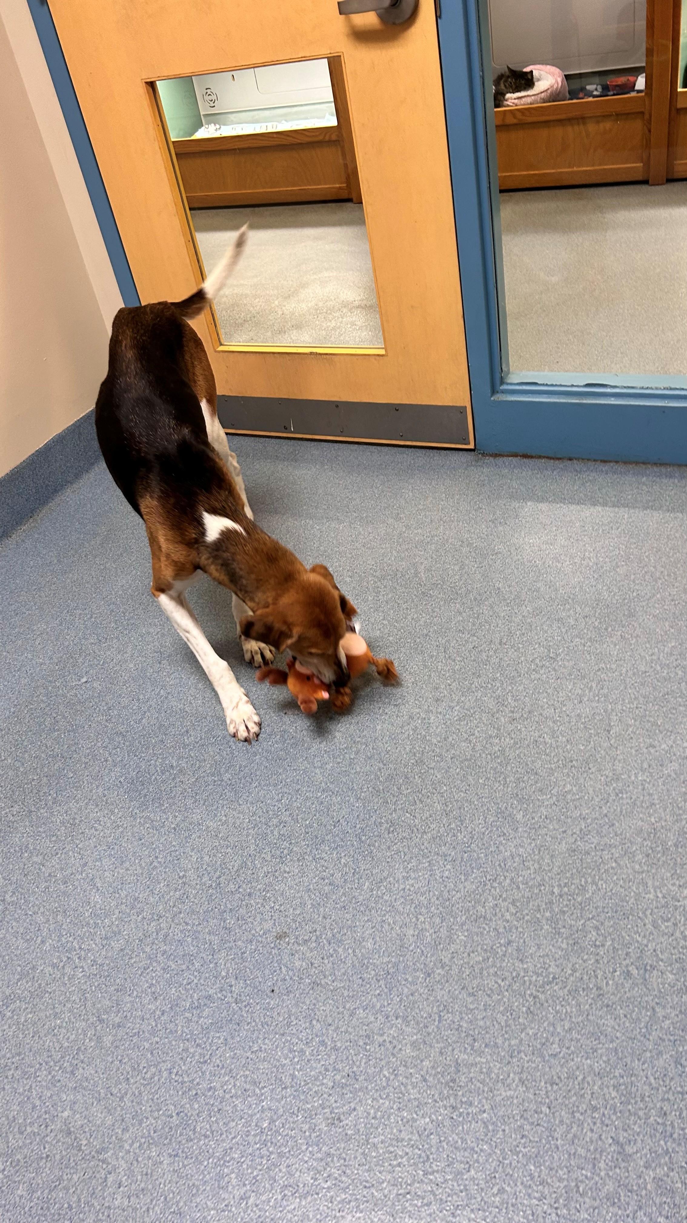 Opal, a ADOPTABLE Hound in Suffolk, VA image 2/2