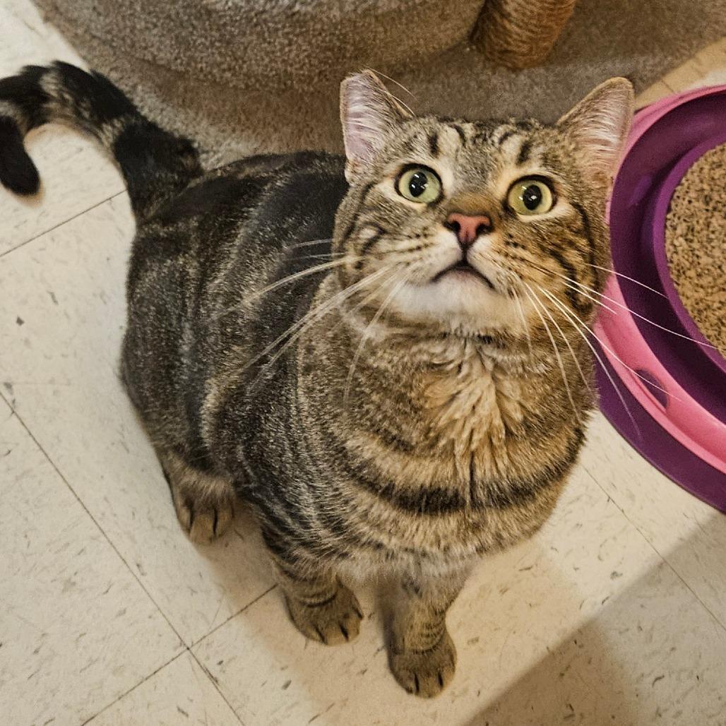 Enlarge Jonesy, a Adoptable Domestic Short Hair in Las Vegas, NV image 1/1