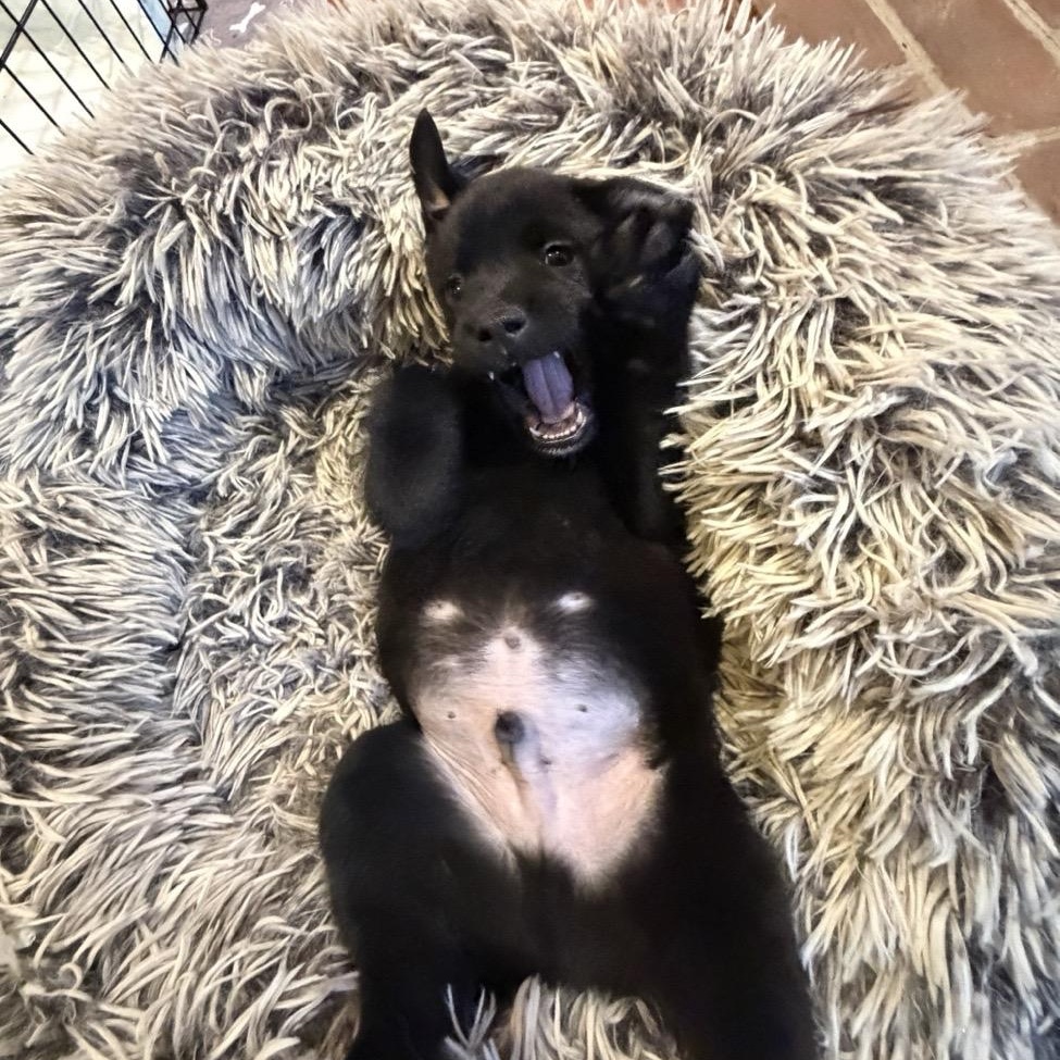 Enlarge Cute Cole, a Adoptable mixed breed in Reston, VA image 3/4