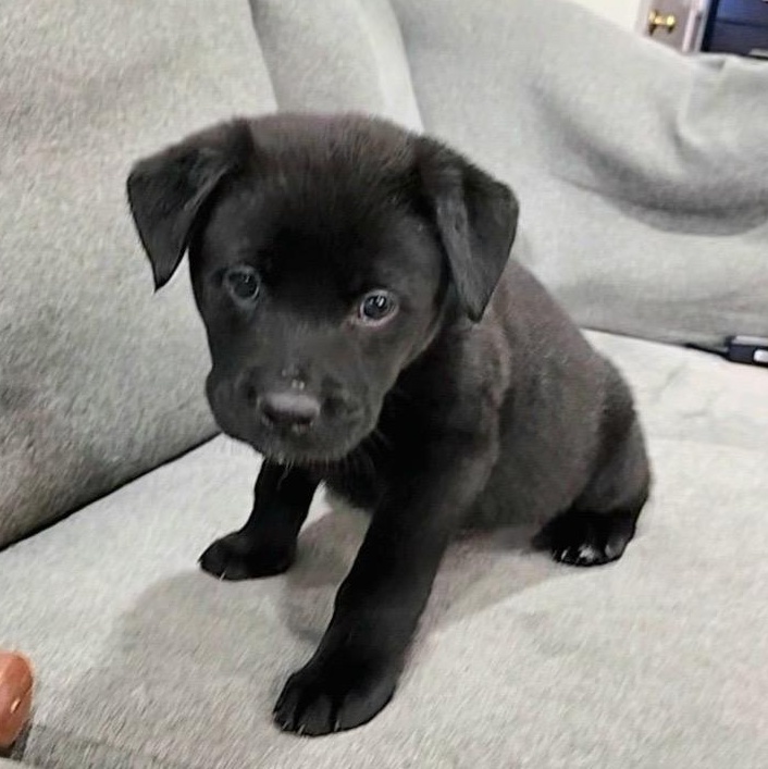 Enlarge Cute Cole, a Adoptable mixed breed in Reston, VA image 2/4