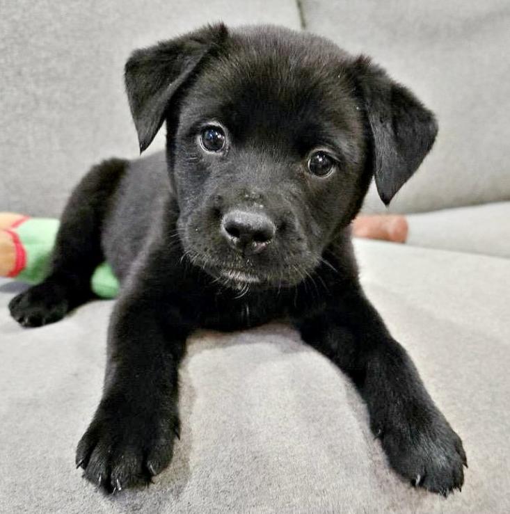 Enlarge Cute Cole, a Adoptable mixed breed in Reston, VA image 1/4