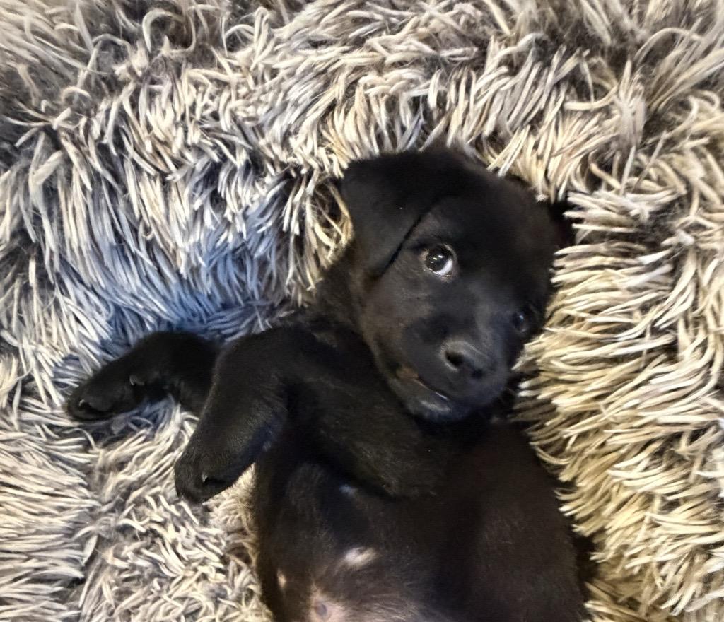 Enlarge Cute Cole, a Adoptable mixed breed in Reston, VA image 4/4