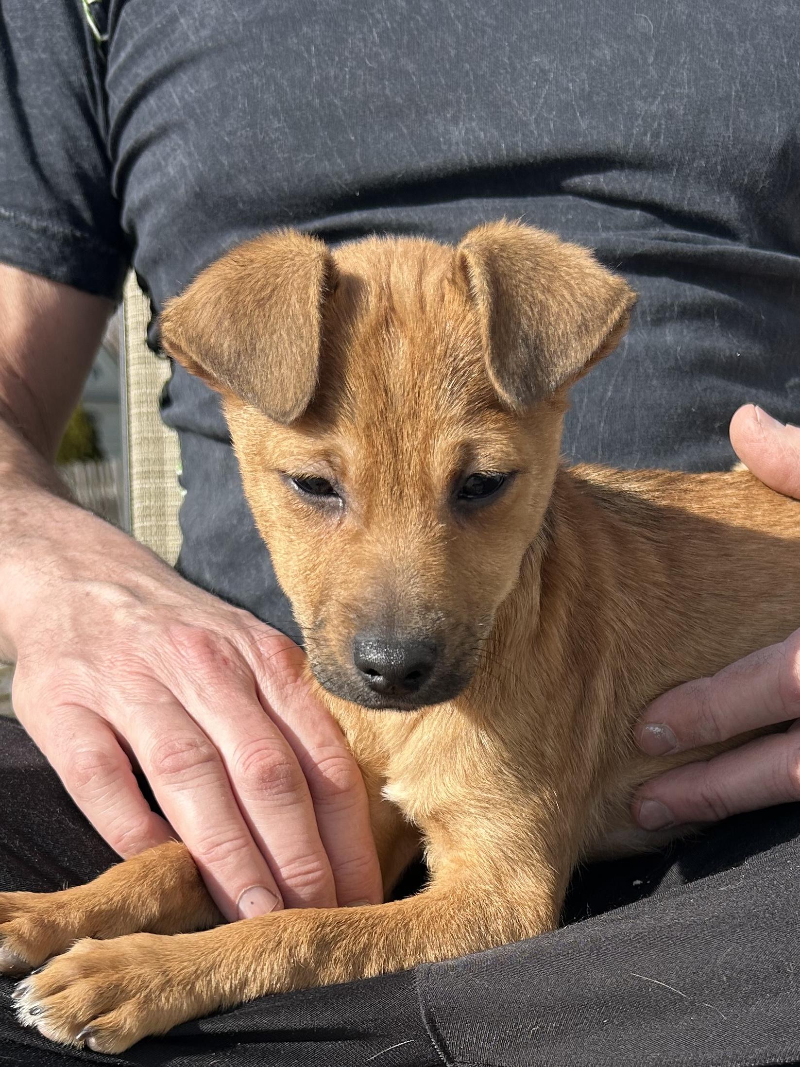 Enlarge Billie , a ADOPTABLE mixed breed in Elkhorn, WI image 1/2