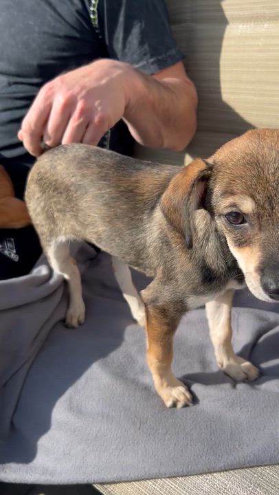 Enlarge Billie , a ADOPTABLE mixed breed in Elkhorn, WI video 2/2