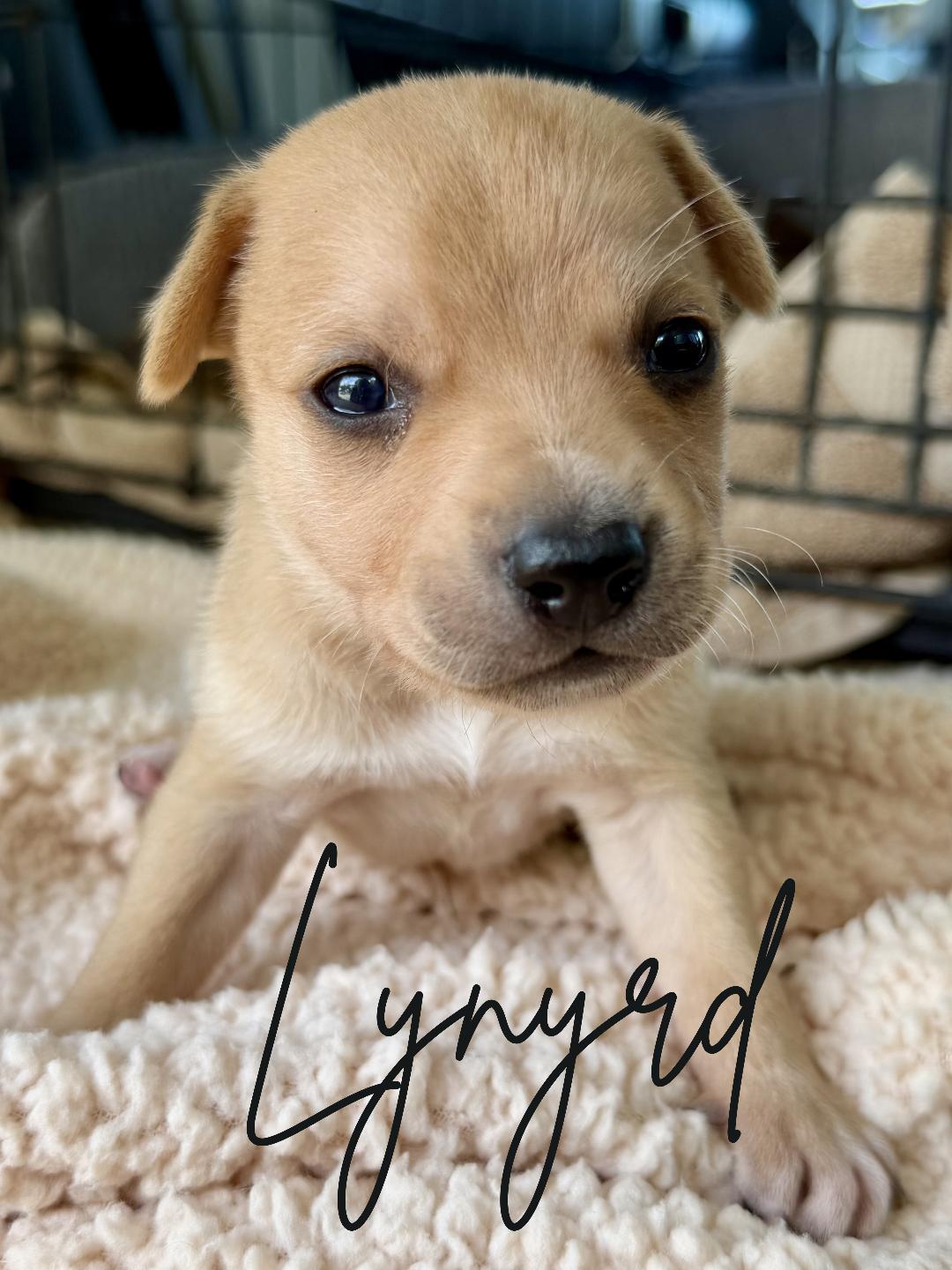 Lynyrd, a ADOPTABLE mixed breed in Herald, CA image 2/2