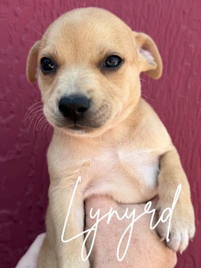 Lynyrd, a ADOPTABLE mixed breed in Herald, CA image 1/2