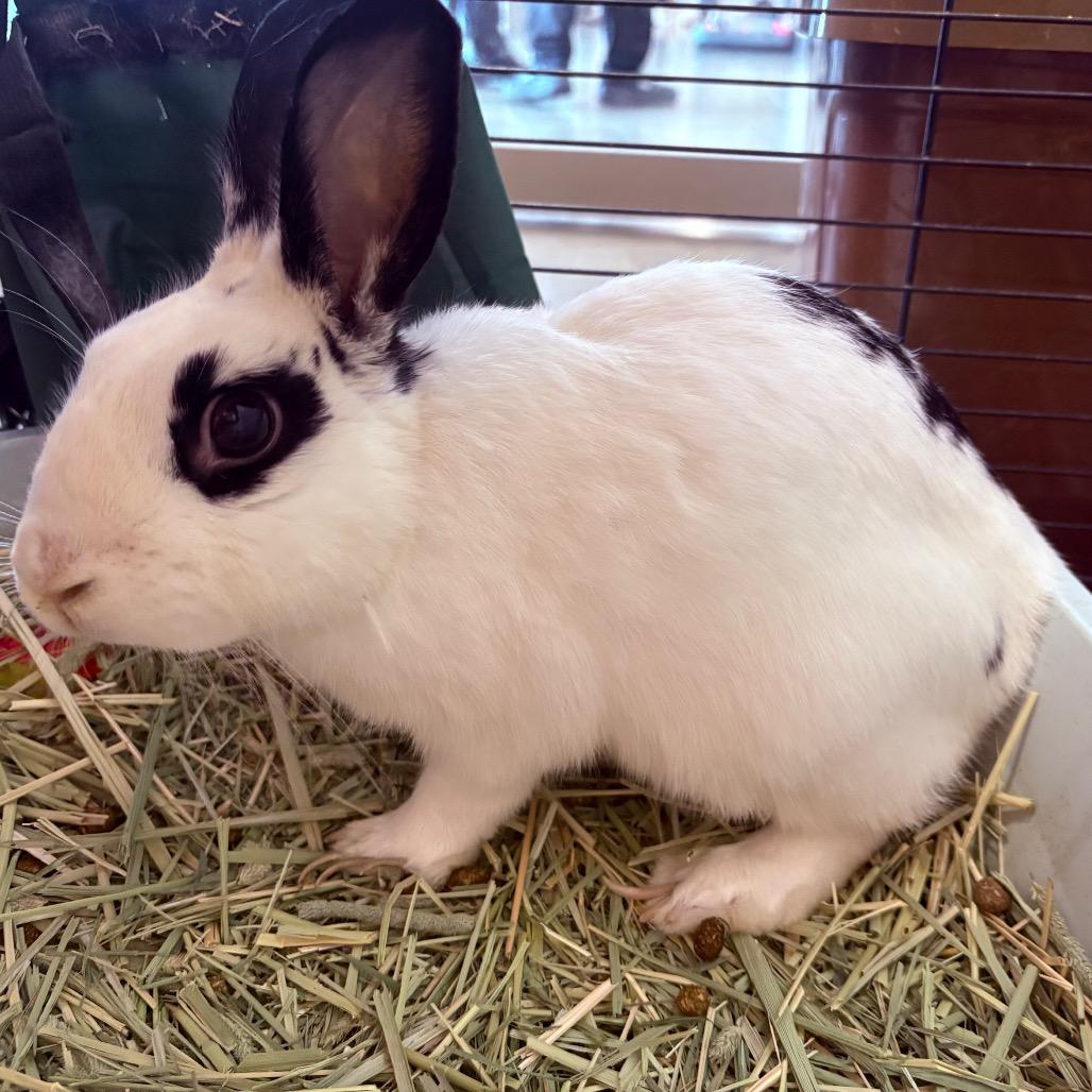 Bolt, Adoptable, Senior Male Mini Rex.