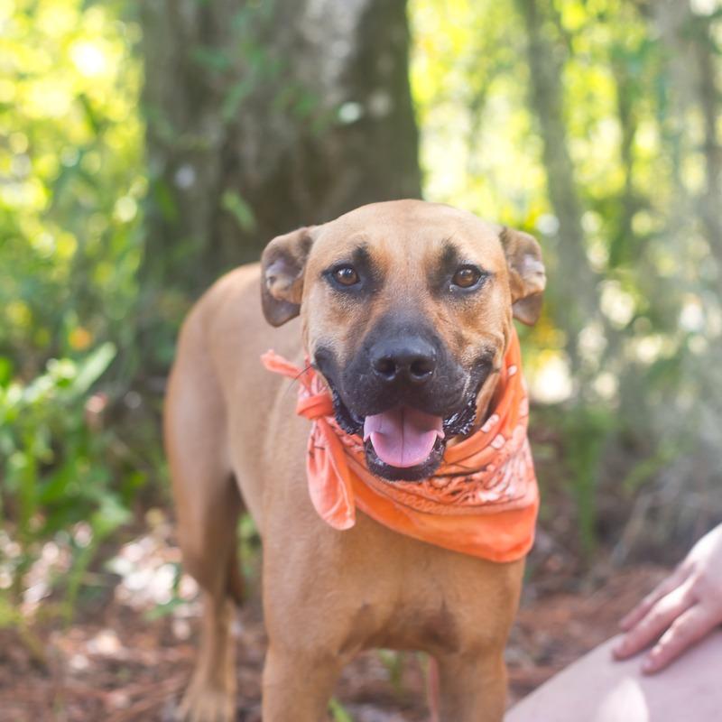 King, Adoptable, Adult Male Mixed Breed.