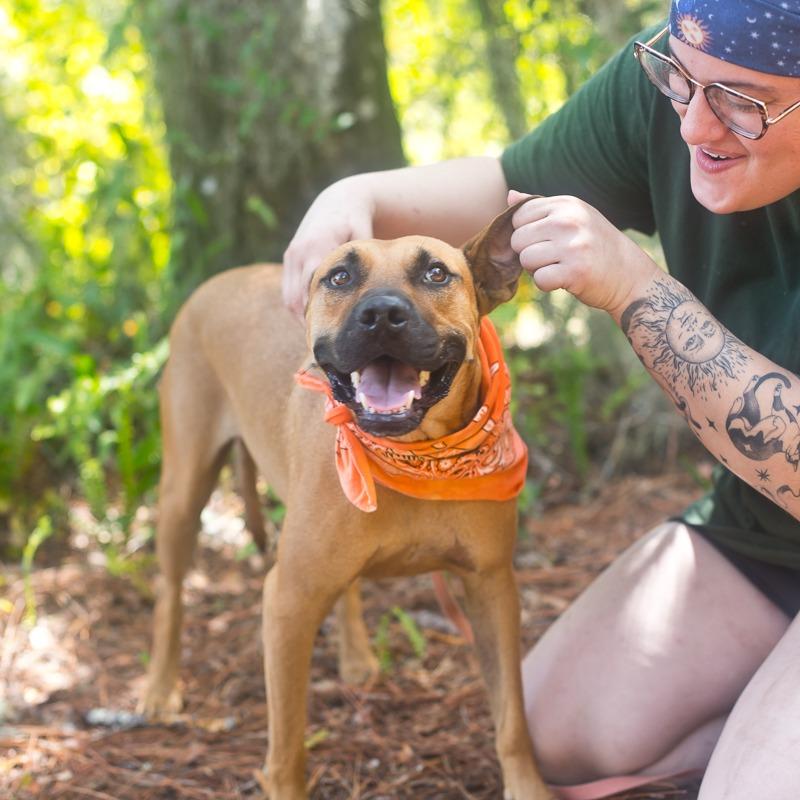 Enlarge King, a Adoptable Mixed Breed in Melrose, FL image 2/6