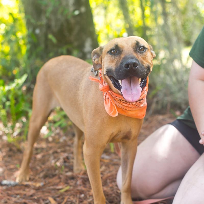 Enlarge King, a Adoptable Mixed Breed in Melrose, FL image 3/6