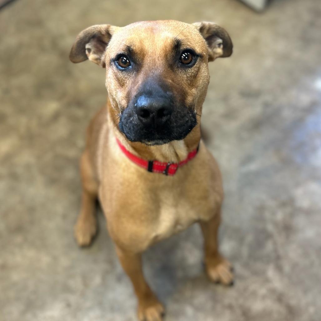 Enlarge King, a Adoptable Mixed Breed in Melrose, FL image 4/6