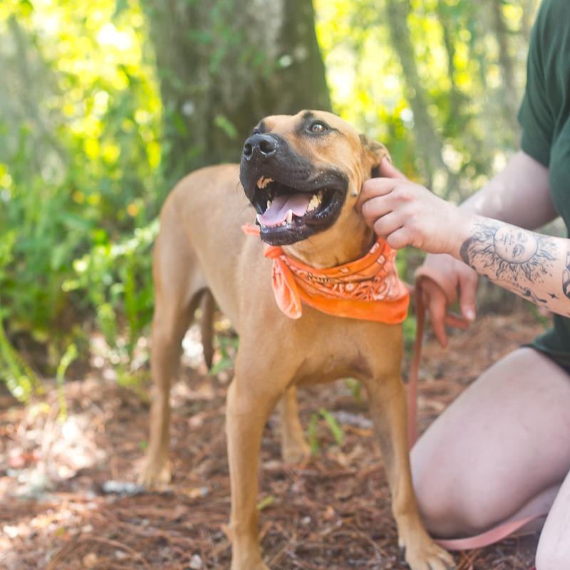 Enlarge King, a Adoptable Mixed Breed in Melrose, FL image 4/6