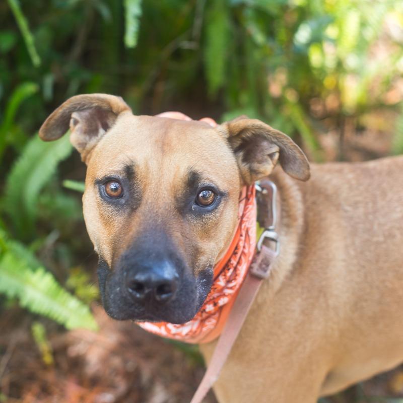 Enlarge King, a Adoptable Mixed Breed in Melrose, FL image 5/6