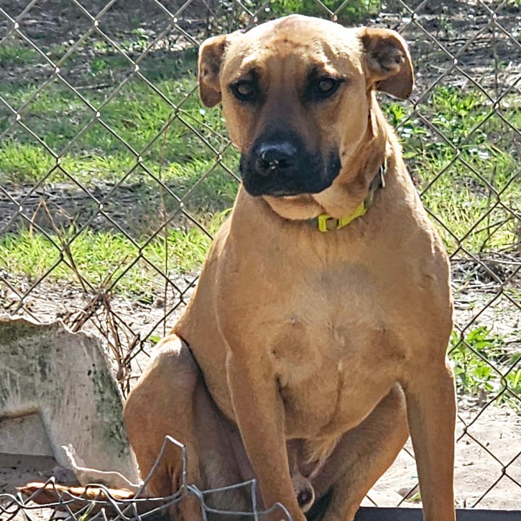 Enlarge King, a Adoptable Mixed Breed in Melrose, FL image 6/6