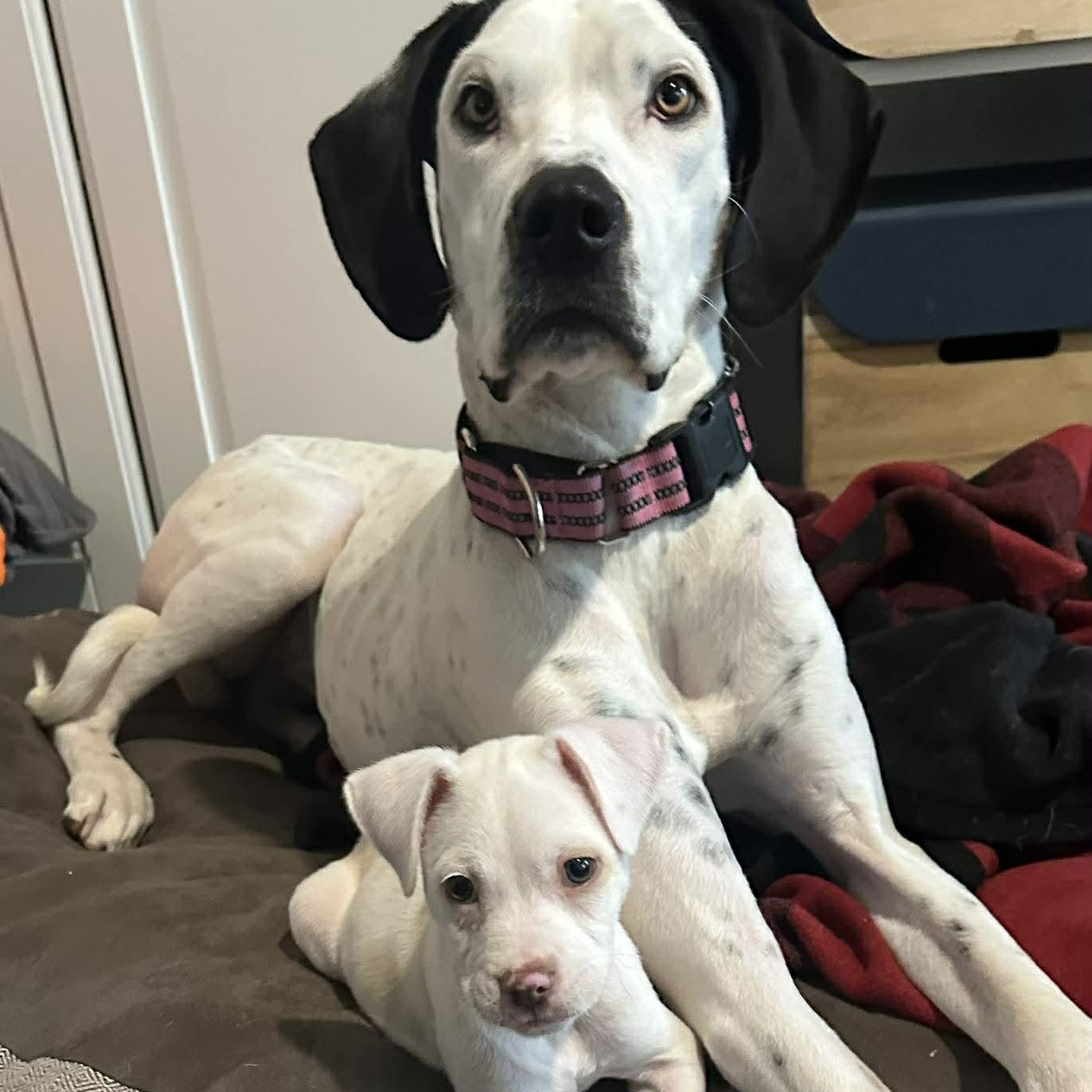 Belle, ADOPTABLE, Young Female Great Dane.