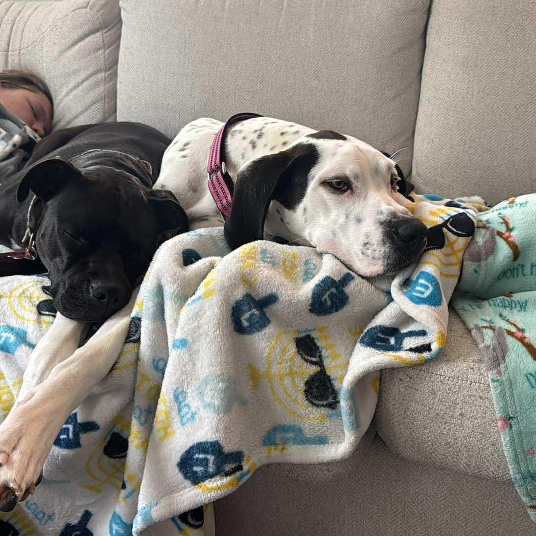 Enlarge Belle, a ADOPTABLE mixed breed in Kannapolis, NC image 3/4