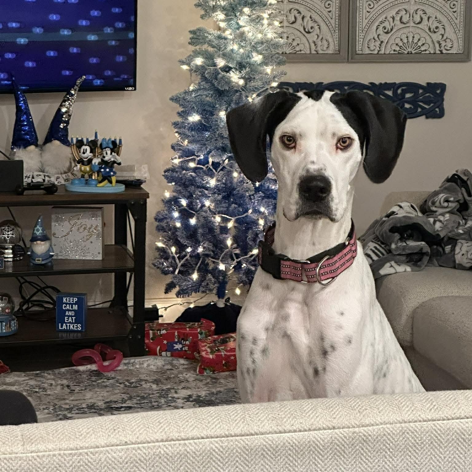 Enlarge Belle, a ADOPTABLE mixed breed in Kannapolis, NC image 2/4