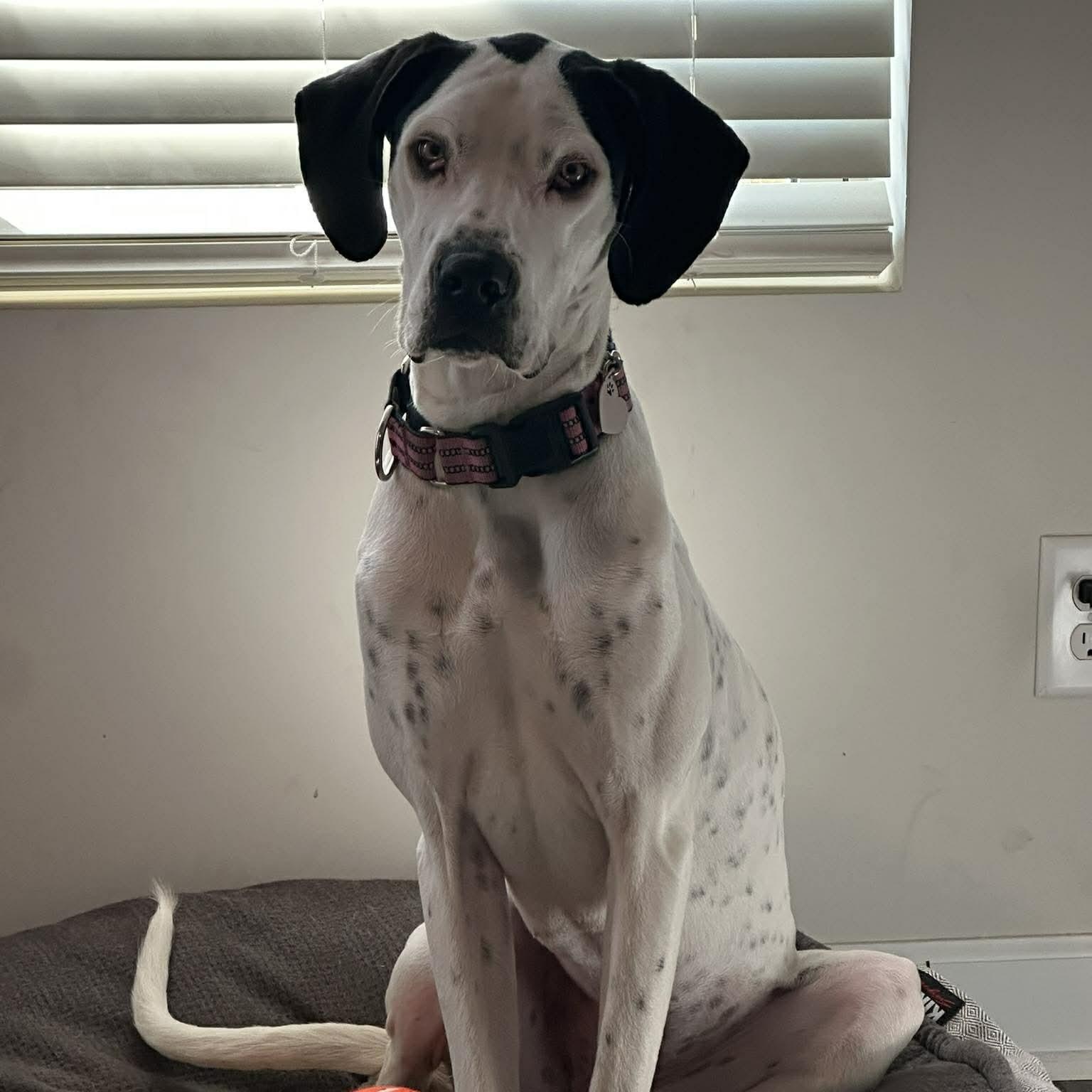 Enlarge Belle, a ADOPTABLE mixed breed in Kannapolis, NC image 4/4