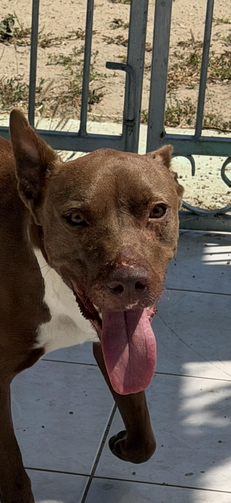 Baxter, a Adoptable Mixed Breed in Glen Rock, NJ image 5/6