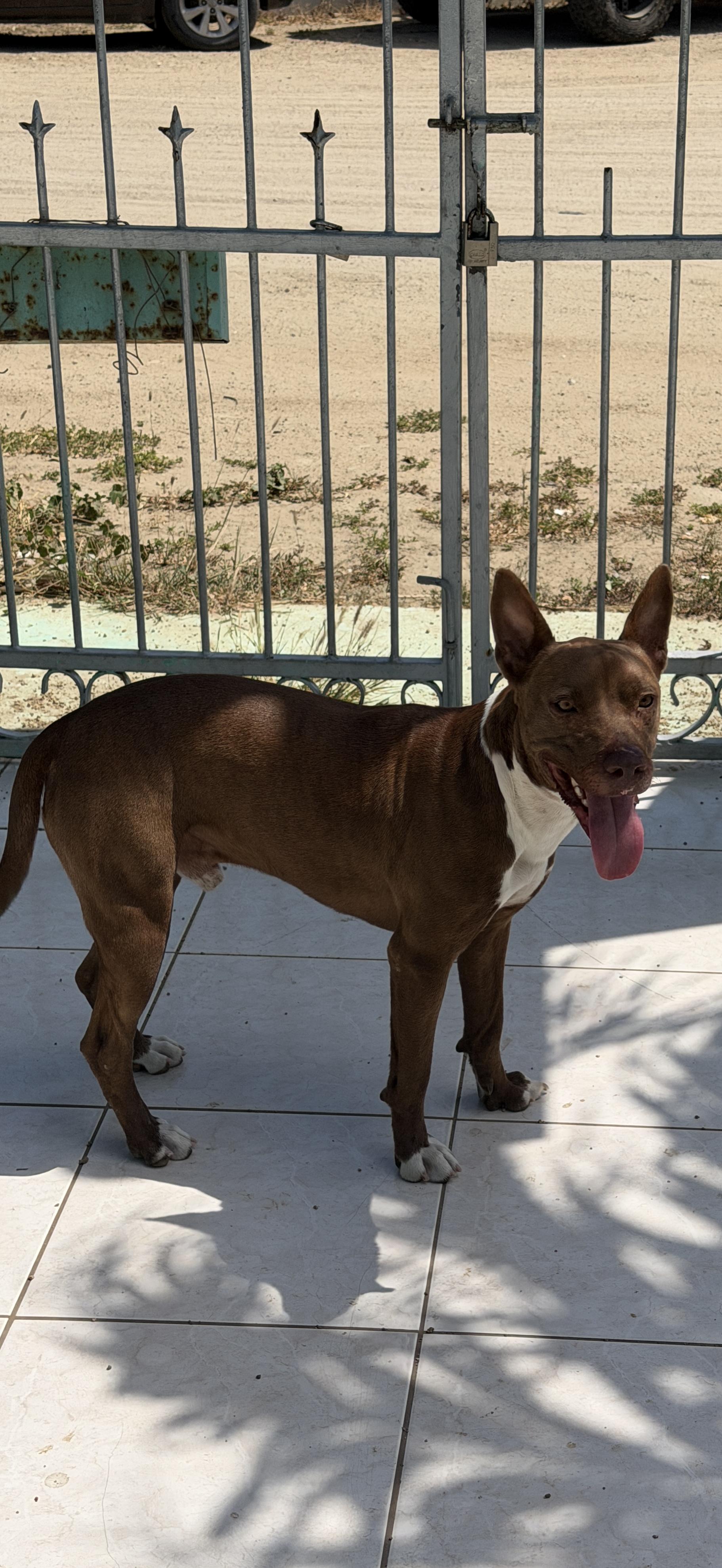 Baxter, a Adoptable Mixed Breed in Glen Rock, NJ image 6/6