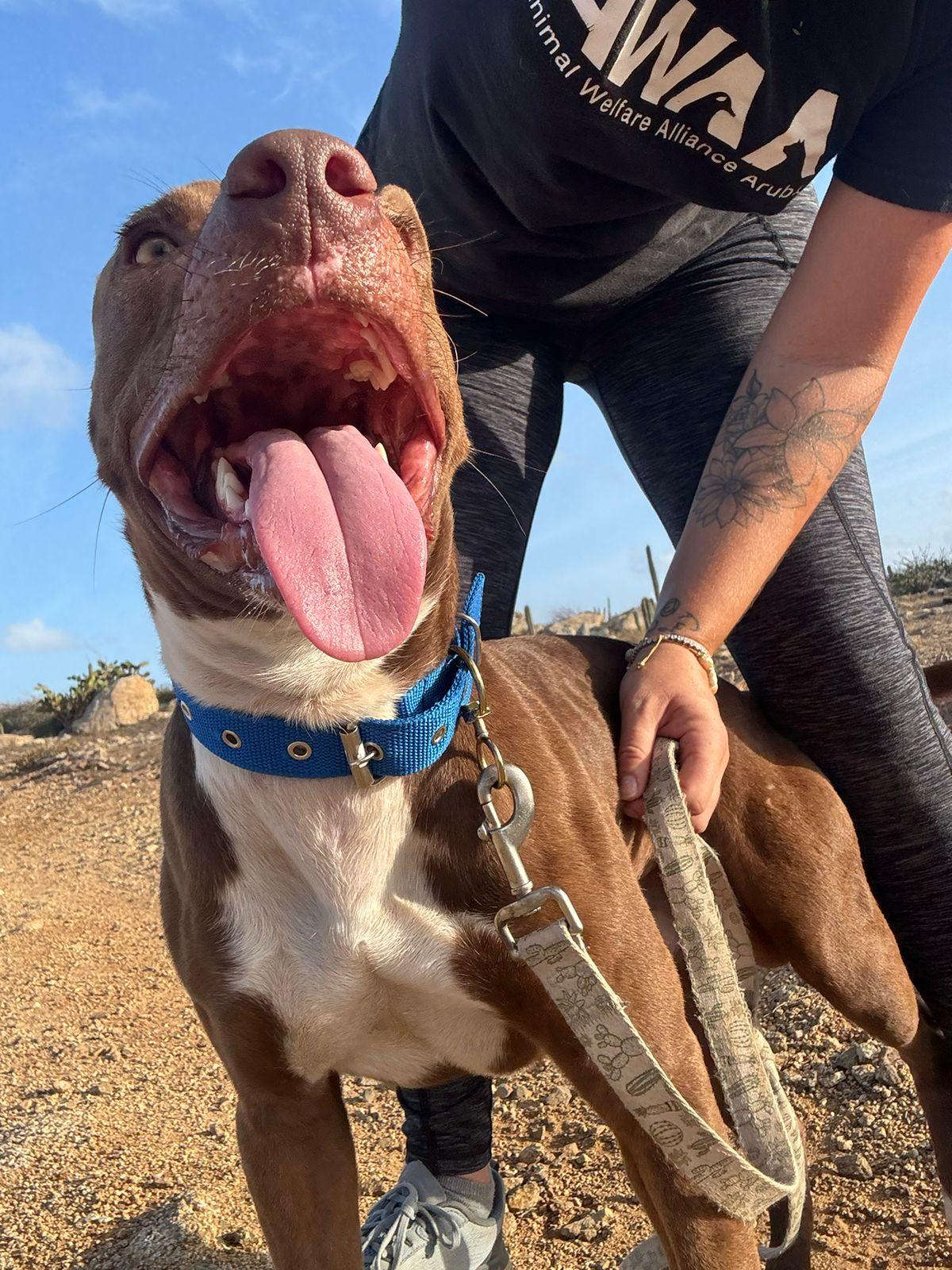 Enlarge Baxter, a Adoptable Mixed Breed in Glen Rock, NJ image 4/6