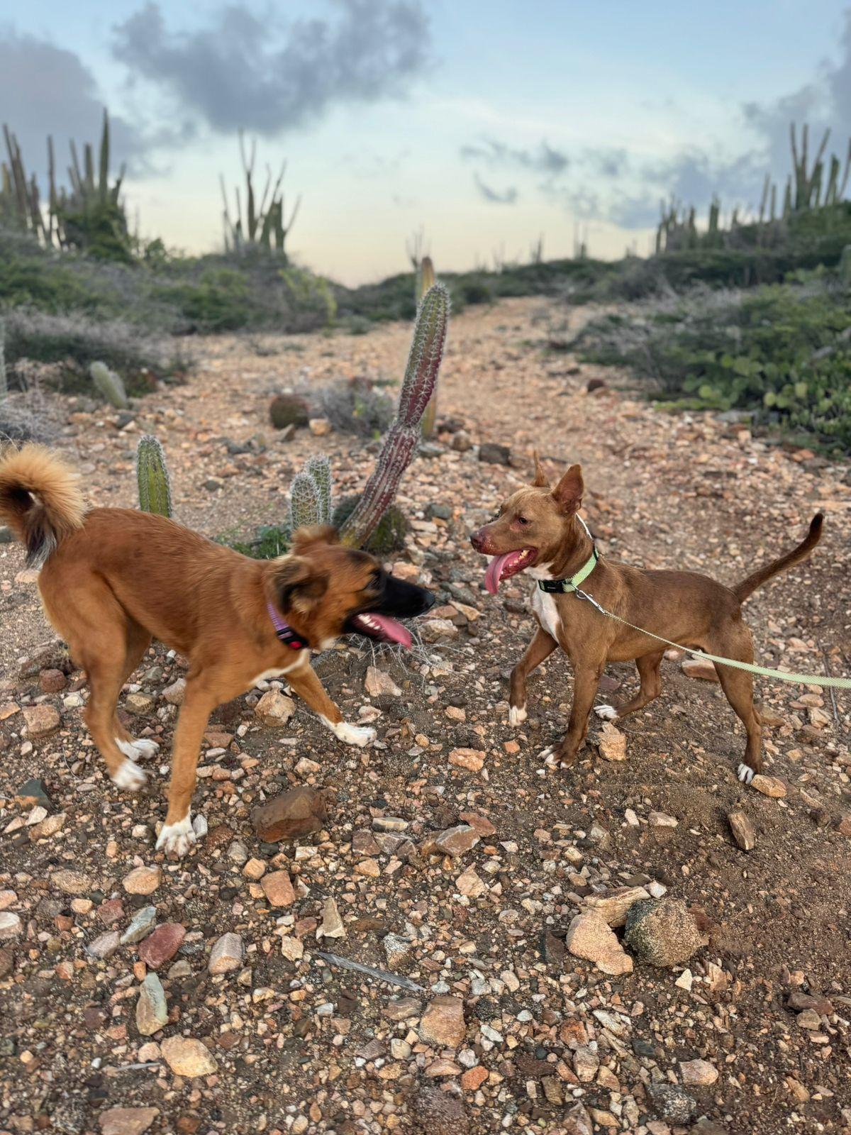 Enlarge Baxter, a Adoptable Mixed Breed in Glen Rock, NJ image 3/6
