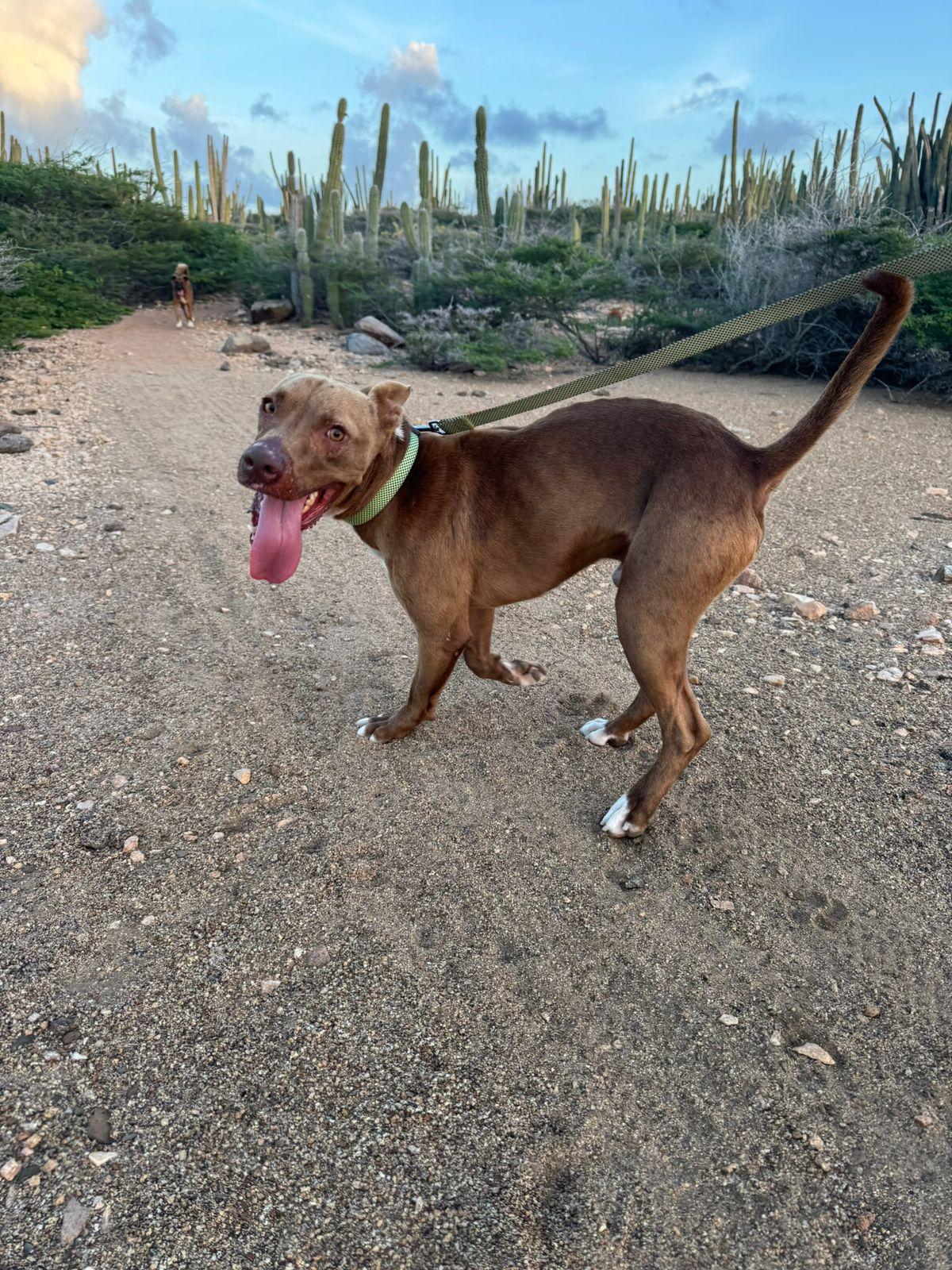 Enlarge Baxter, a Adoptable Mixed Breed in Glen Rock, NJ image 6/6