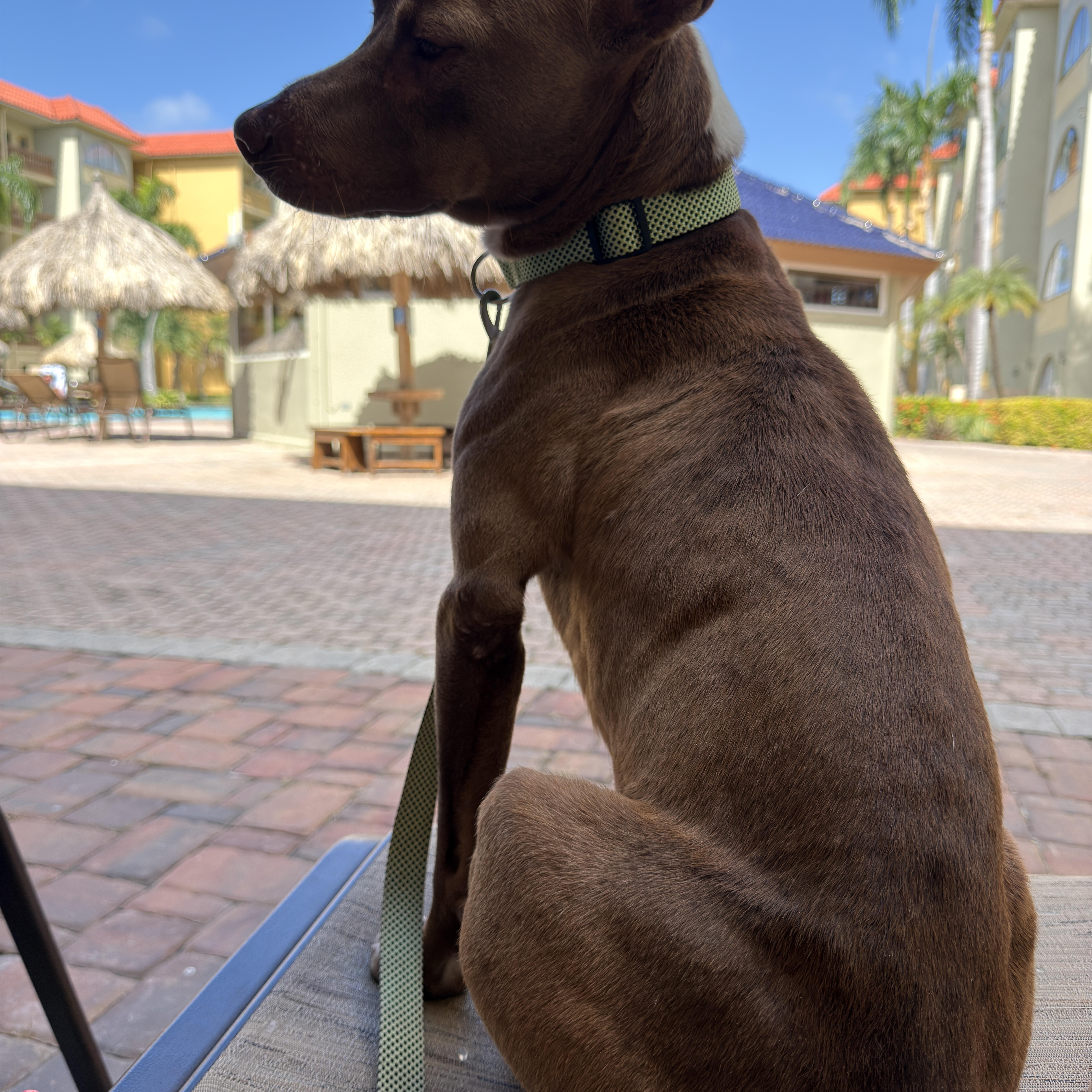 Baxter, Adoptable, Young Male Mixed Breed.