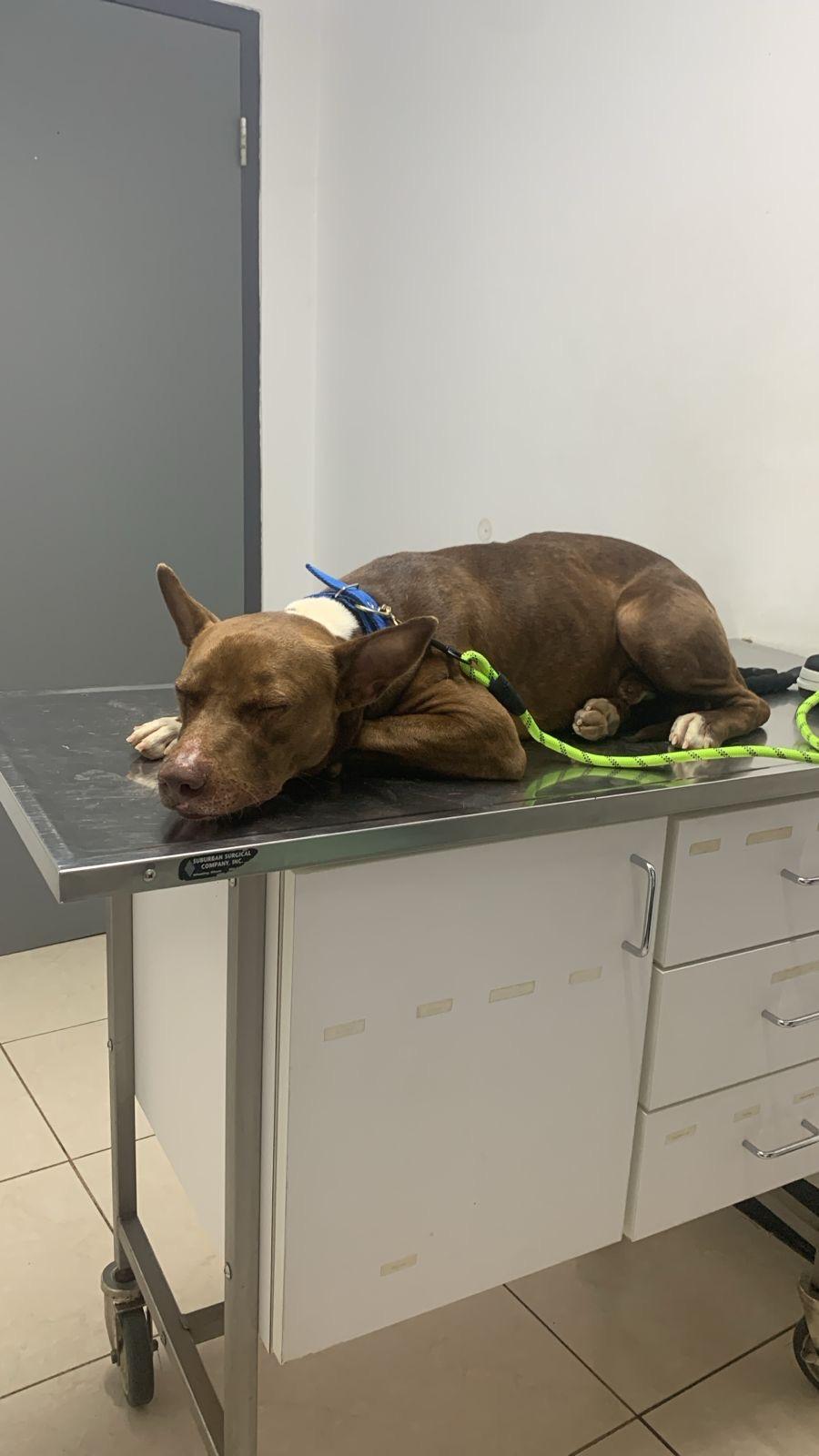 Enlarge Baxter, a Adoptable Mixed Breed in Glen Rock, NJ image 5/6