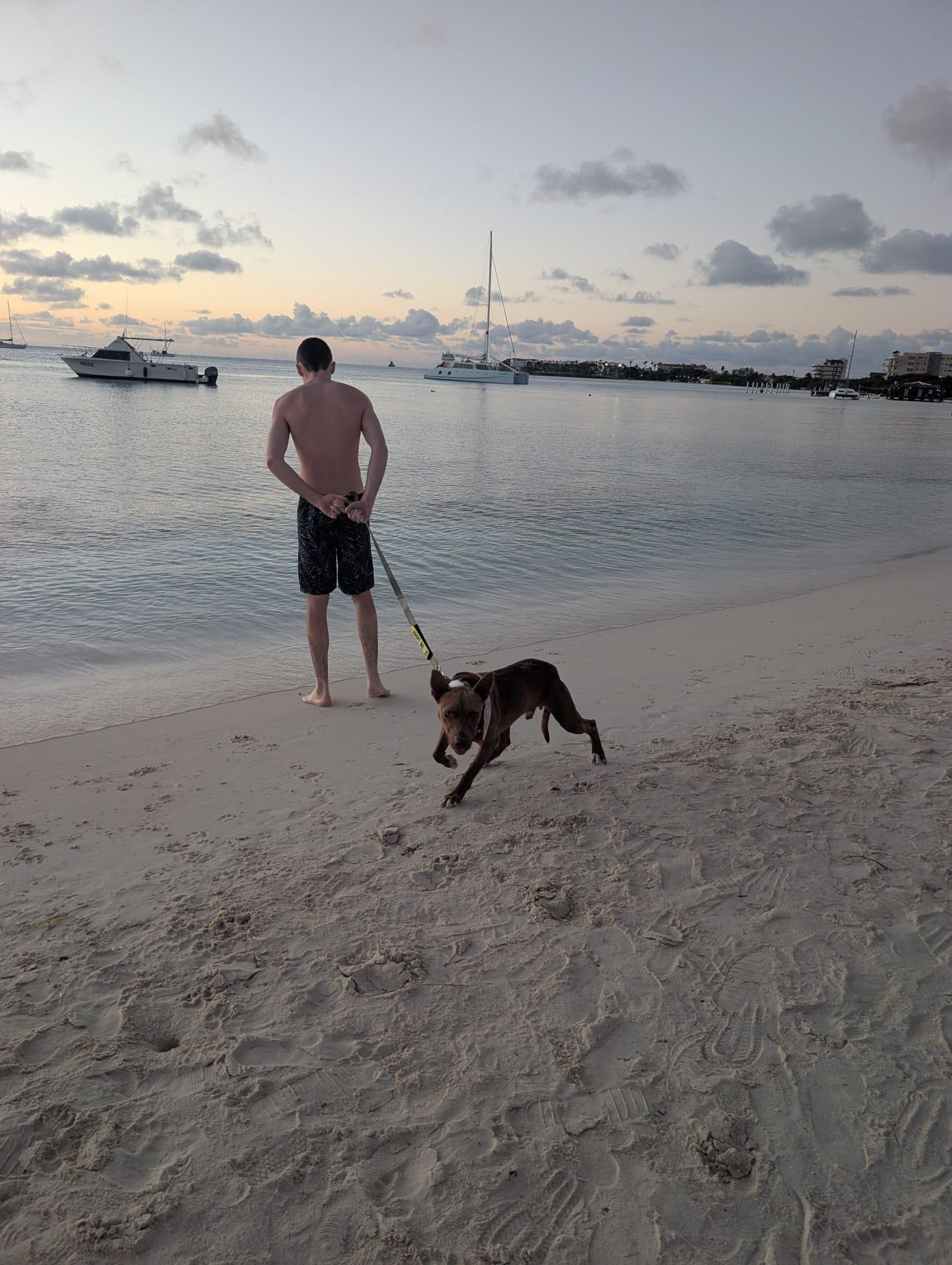 Enlarge Baxter, a Adoptable Mixed Breed in Glen Rock, NJ image 5/6