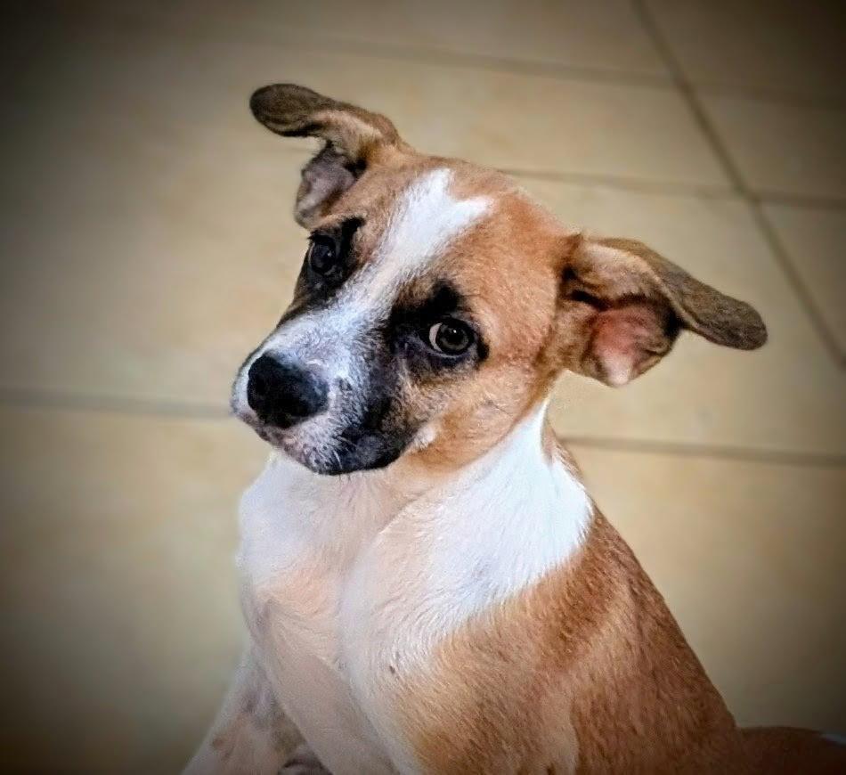 Enlarge Baxter, a Adoptable Mixed Breed in Glen Rock, NJ image 1/6