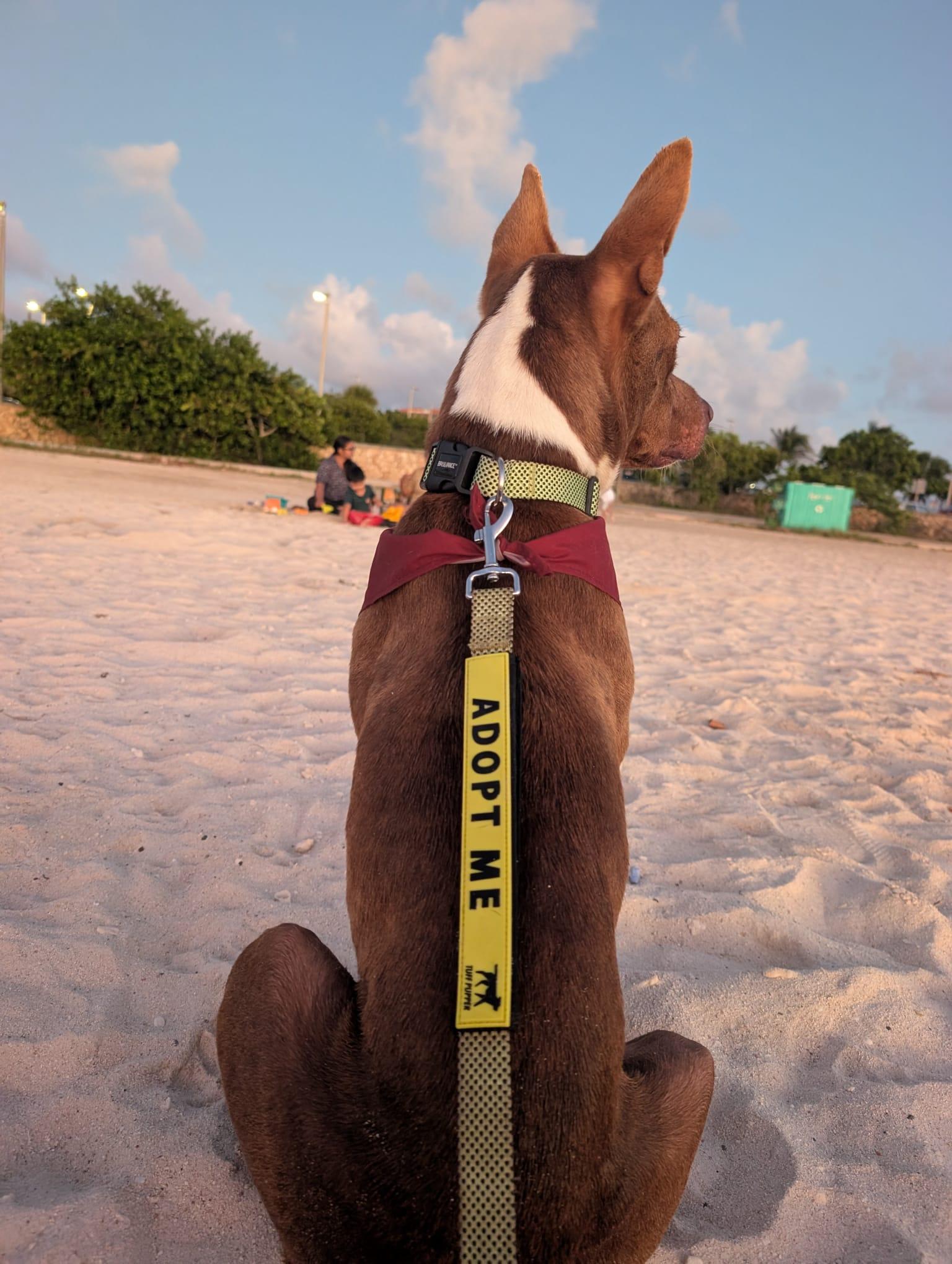 Baxter, Adoptable, Young Male Mixed Breed.