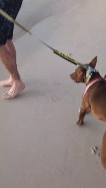 Enlarge Baxter, a Adoptable Mixed Breed in Glen Rock, NJ video 4/6