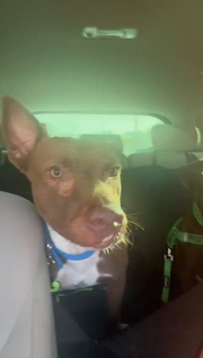 Enlarge Baxter, a Adoptable Mixed Breed in Glen Rock, NJ video 3/6