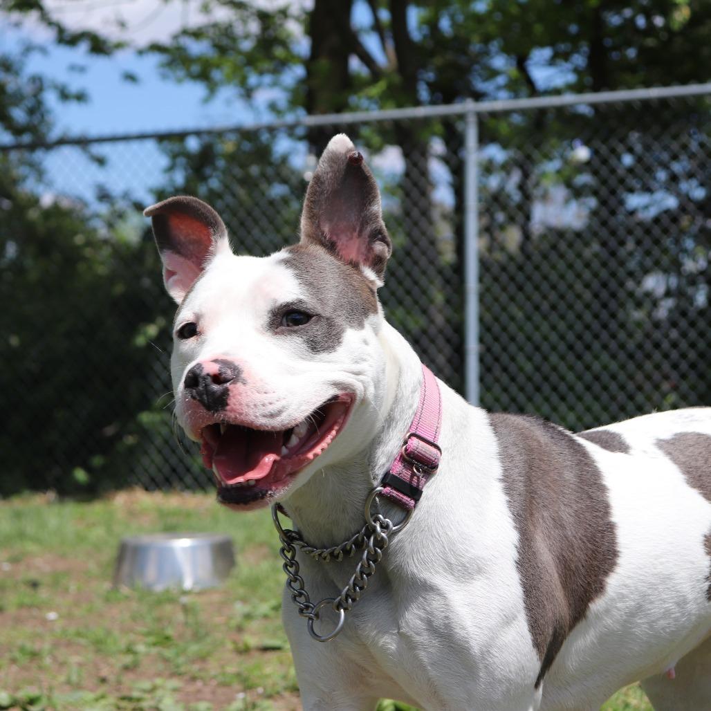 Petal, a Adoptable Pit Bull Terrier in Springfield, IL image 1/6