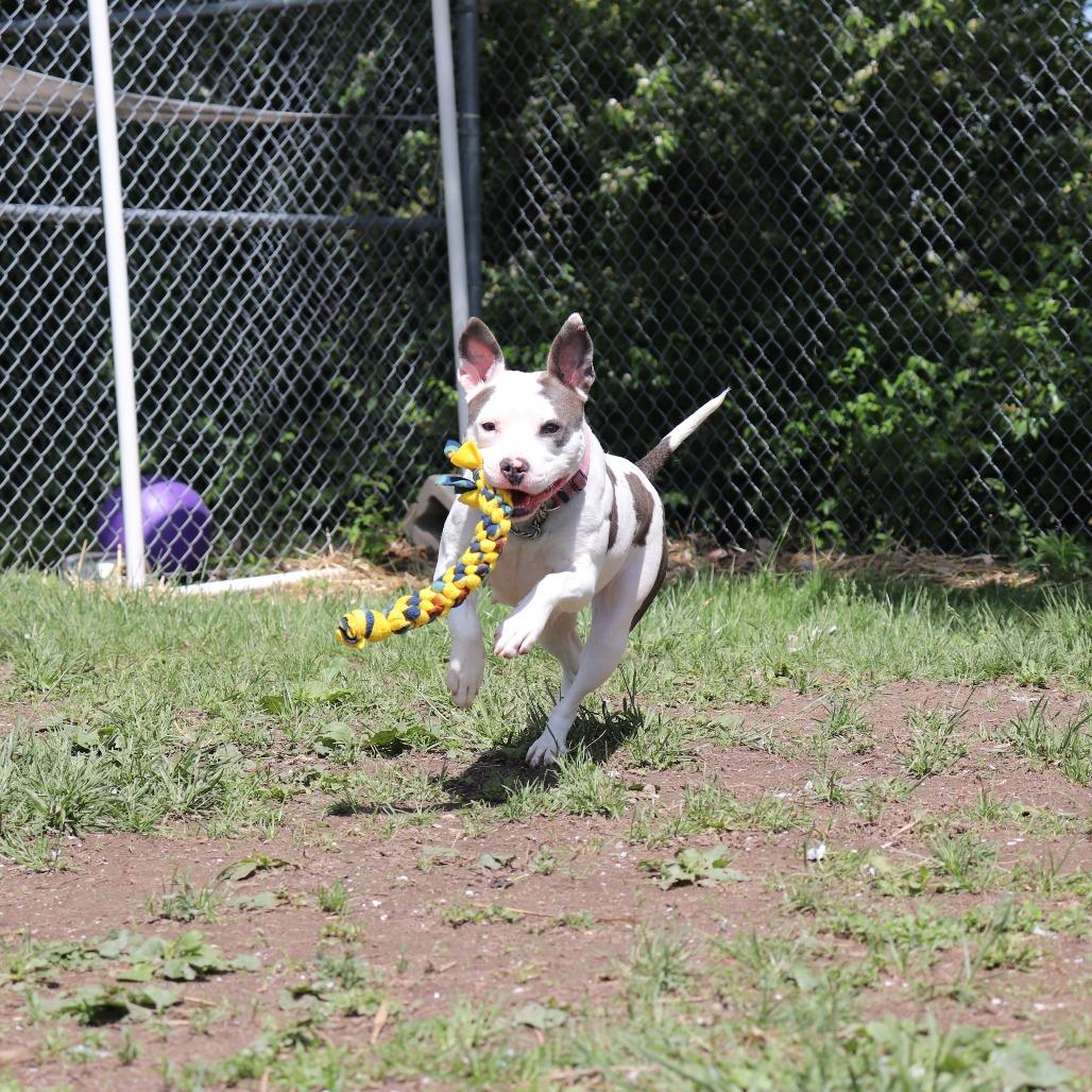 Petal, a Adoptable Pit Bull Terrier in Springfield, IL image 2/6