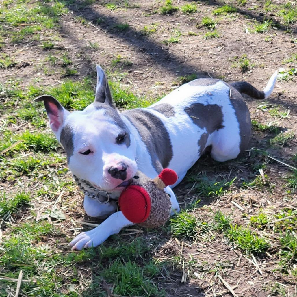 Petal, a Adoptable Pit Bull Terrier in Springfield, IL image 3/6