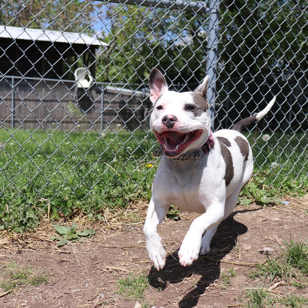 Petal, a Adoptable Pit Bull Terrier in Springfield, IL image 4/6