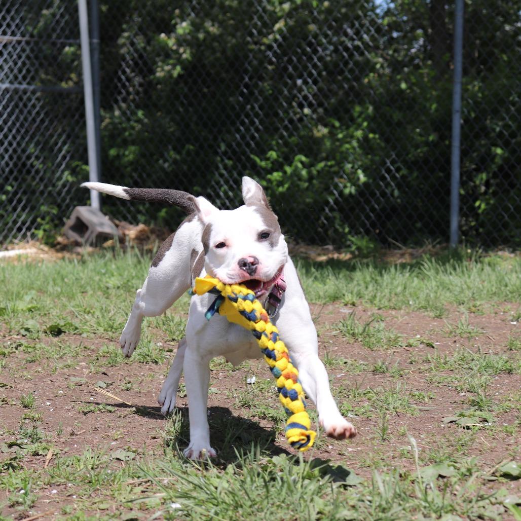 Petal, a Adoptable Pit Bull Terrier in Springfield, IL image 5/6